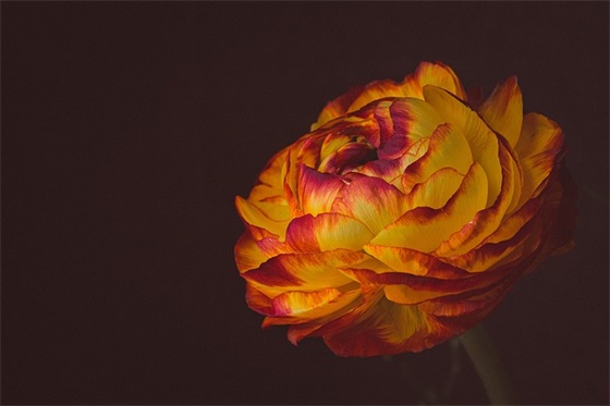 摘葡萄(精选12篇)