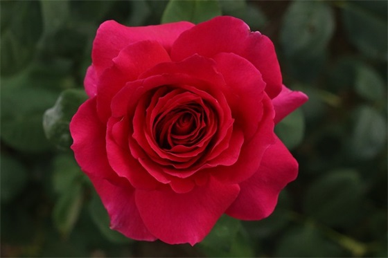 20岁生日短句干净文案 20岁生日短句干净文案