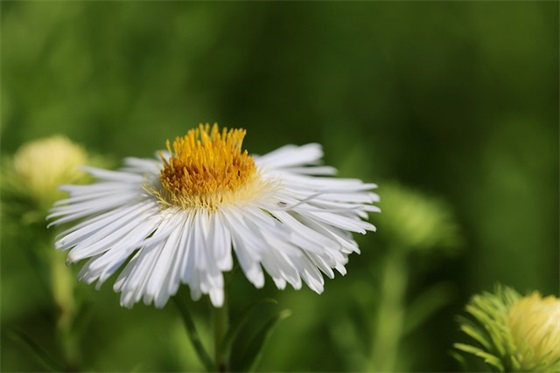 妈妈生日感言 妈妈生日最朴实的话(精选50句)