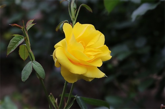 门面租赁合同模板(精选3篇)