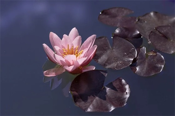 部队振奋人心的口号(精选87句)