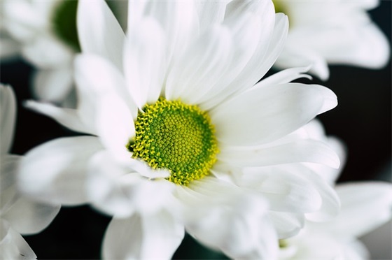 2024幼教专业求职自荐信模板(精选3篇)