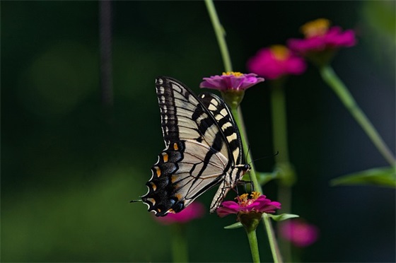 奥运新闻特写仿飞天凌空(精选3篇)