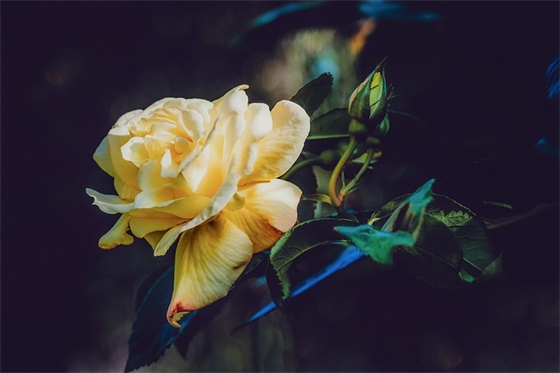 土木工程专业求职自荐信2024版(精选3篇)