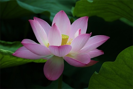 非主流杀马特经典话语 非主流杀马特经典话语如果爱请深爱