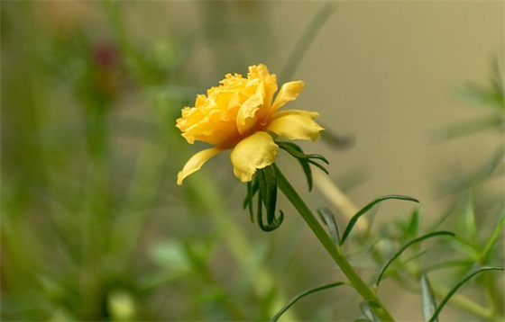 微商暖心简短晚安心语(精选62句)