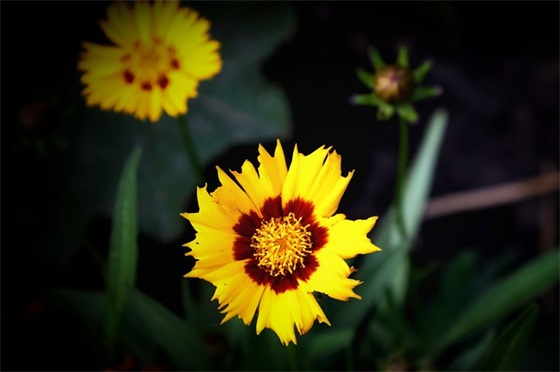 观察一种植物写一段话(精选7篇)