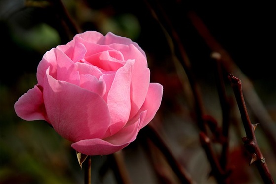 感谢语简短 对老师的感谢语简短(精选58句)