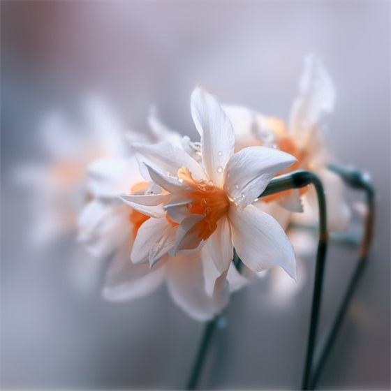 介绍一种事物(精选4篇)