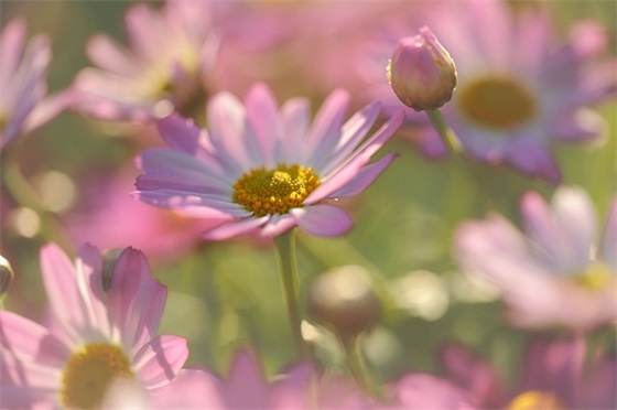 女人受伤后的心情短语 女人受伤后的心情短语白话
