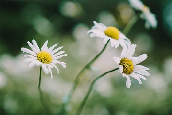 2024房地产行业求职自荐信(精选3篇)