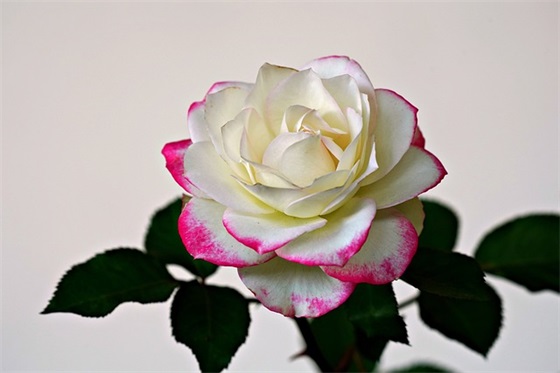 稳重大气的性签名 40岁稳重大气的签名(精选81句)