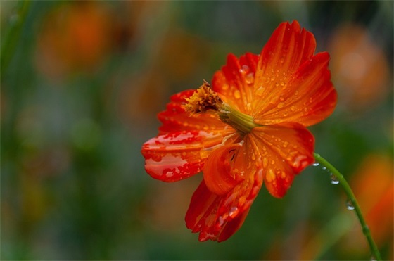 情人节贺卡简短情话 情人节贺卡送老婆(精选80句)