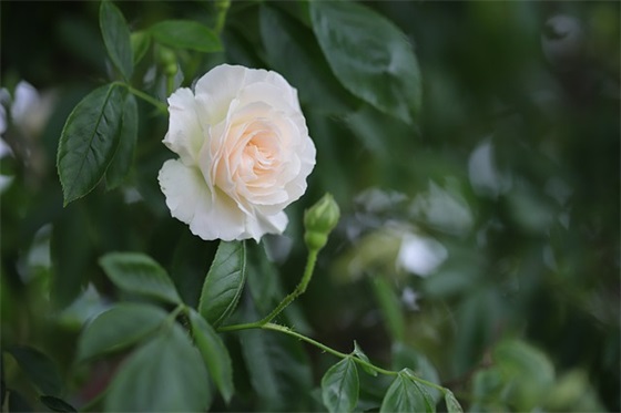 富饶的西沙群岛小练笔(精选6篇)