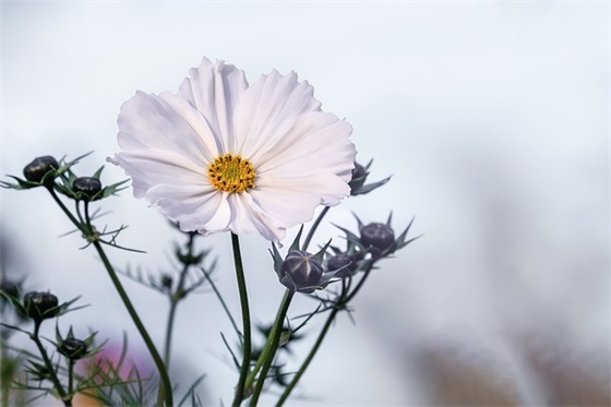 2024幼师求职简历模板(精选3篇)