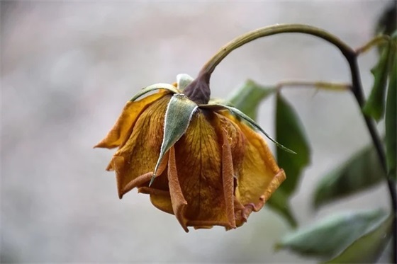 全职妈妈抖音最火短句 宝妈带娃扎心文案(精选51句)