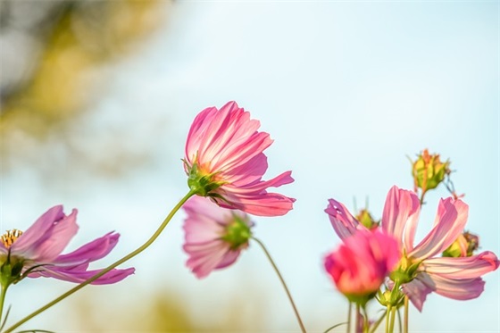 生日感慨发朋友圈 生日感慨(精选49句)