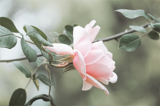 小学六年级毕业语录 【毕业感言小学六年级感动到哭】