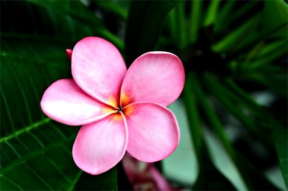 游三峡的心情语录 【三峡游说说】