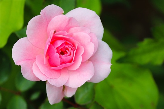 小学生毕业赠言给母校 【小学生毕业赠言给母校的话】