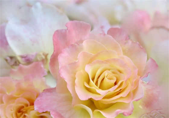 情感语录文章 【情感语录文章:感谢我最爱的晚餐】