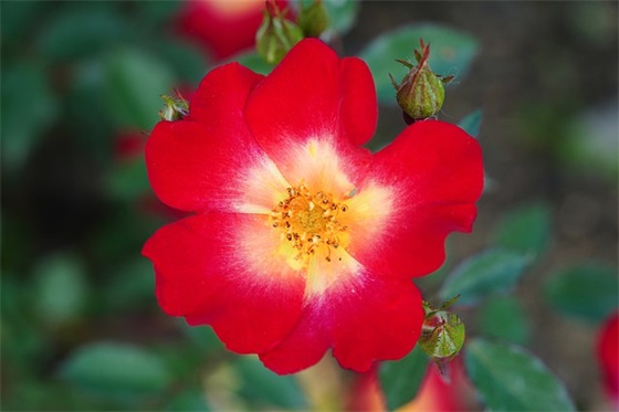 情感语录可爱 【情感语录简单文字】