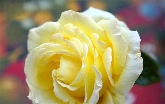 情感语录的照片 【情感语录的照片素材】