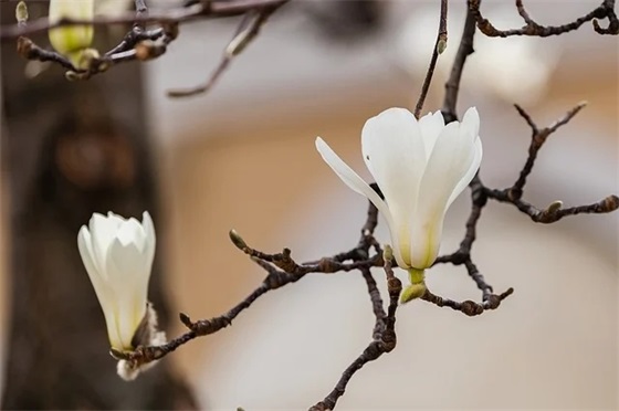 成长的心酸语录 【成长的心酸语录摘抄】