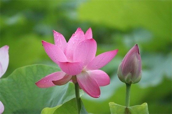 曾仕强成功的十条语录 【曾仕强到底有什么成就】