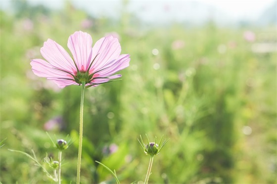形容跳舞好看的句子 【夸人跳舞跳得好的短句】