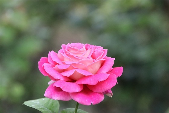 语录大全情感 【语录大全情感句子】