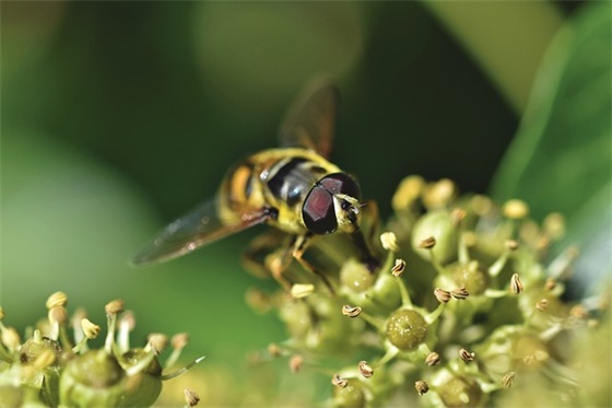 六年级毕业赠言给母校 【六年级毕业赠言给母校100字】