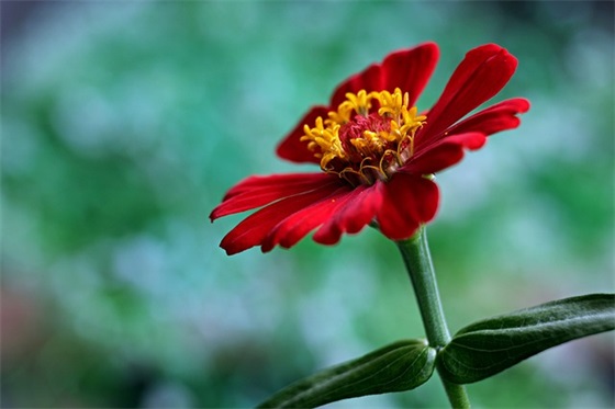 形容很想念一个人的句子 【很想念一个人却见不到的心情】