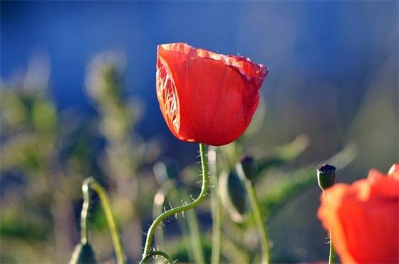 女孩名字大全：有内涵的戴姓女孩名字大全