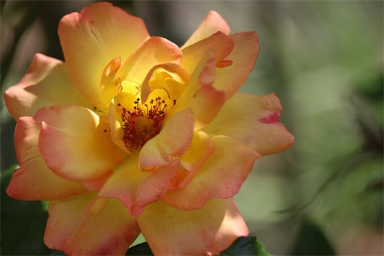 羊年宝宝起小名 最常见7种起名法