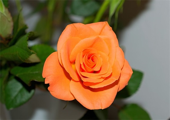 宝宝取名 | 凌姓男孩取名字大全