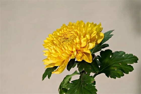 免费按生辰八字起名：好听稀少的白姓男孩名字