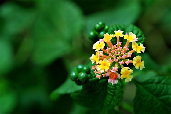 楚辞取名男孩单字