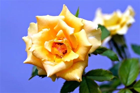 周姓女孩名字大全_姓周的女孩名字_周姓女宝宝取名