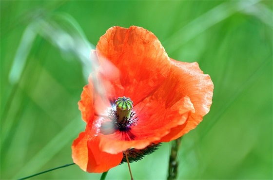 周姓女孩名字大全_姓周的女孩名字_周姓女孩起名