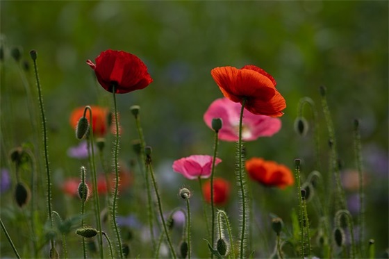 2025年最低有气质的李姓男孩名字大全