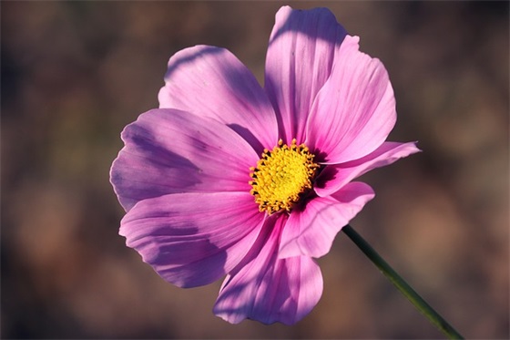 2025年福气满满的狗年宝宝名字大全