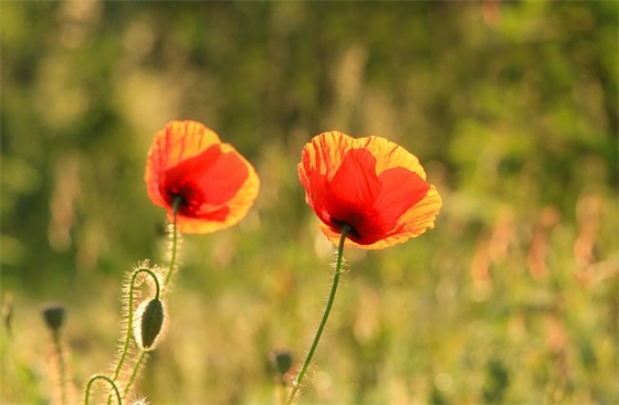 大气好听的邵姓男孩名字大全