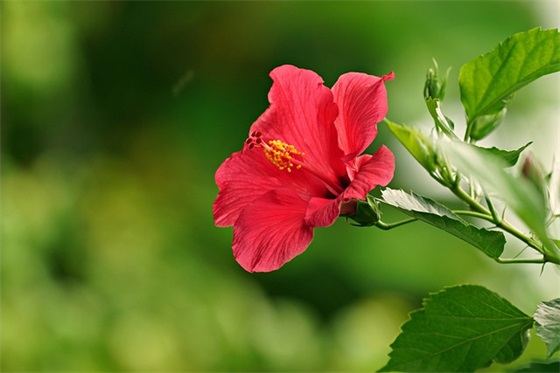 元旦生的女孩子怎么取名（紫宸、子姣、舒妮、安华、悦竹）