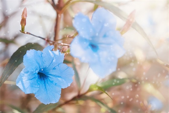 男宝宝洋气 可爱小名88个