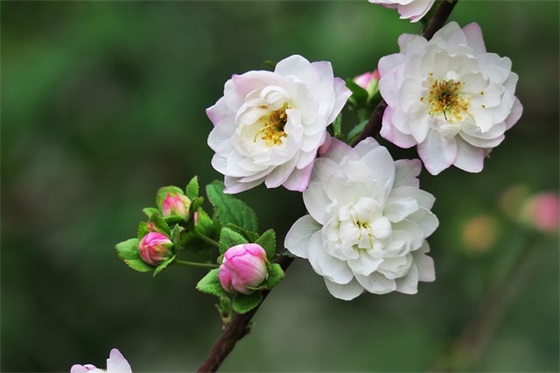 女孩洋气名字独特一点的