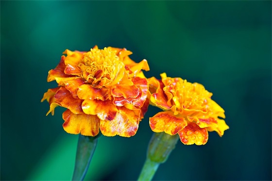 女孩名字大全：女孩取名参考 女孩取名字大全羊年