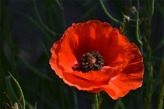 私字儿的字-私字儿最吉利的字