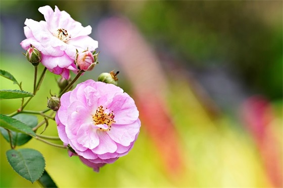 宝宝起名 吉利小名乳名秘诀