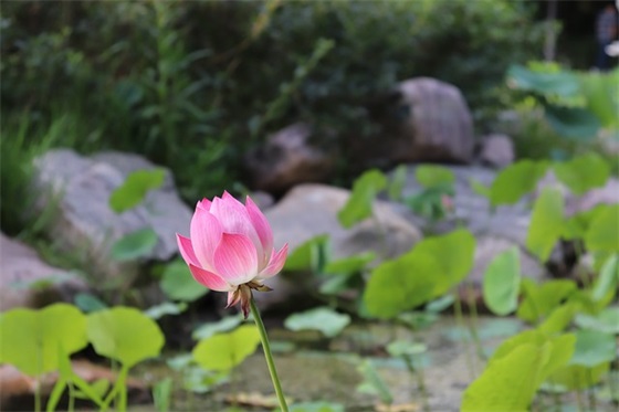 梁姓男孩名字大全_姓梁的男孩名字_梁姓男宝宝起名